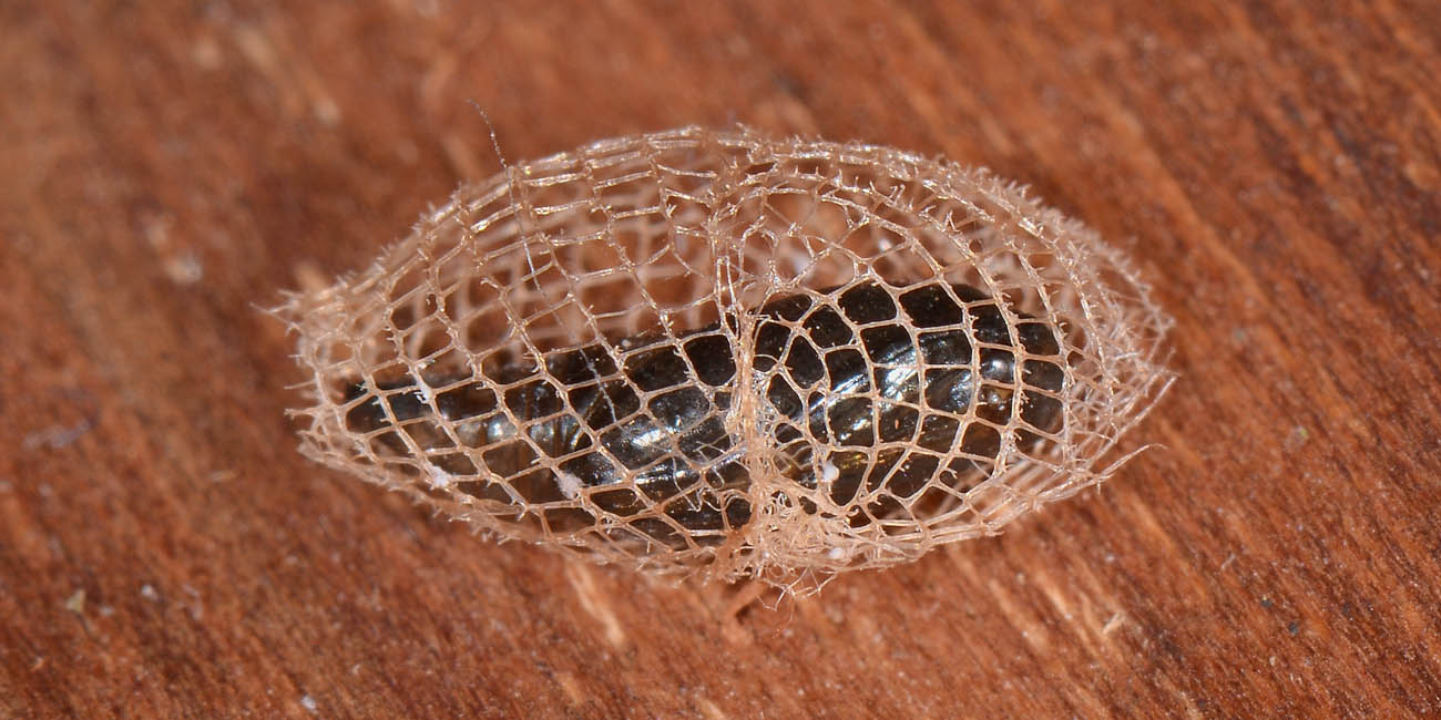 Wockia asperipunctella, Urodidae